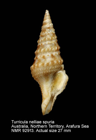 Turricula nelliae spuria.jpg - Turricula nelliae spuria (Hedley,1922)